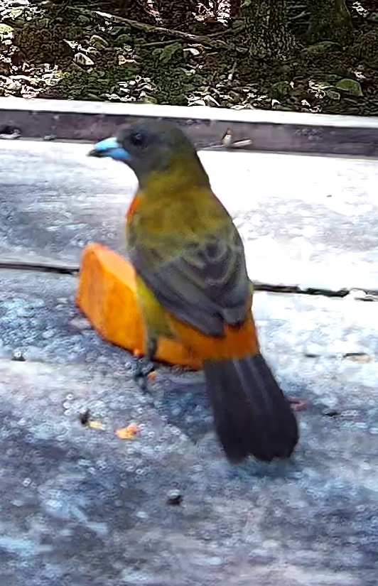 Flame-rumped Tanager