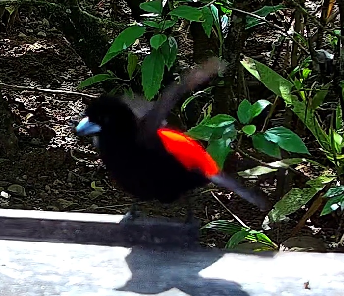 Cherrie's tanager