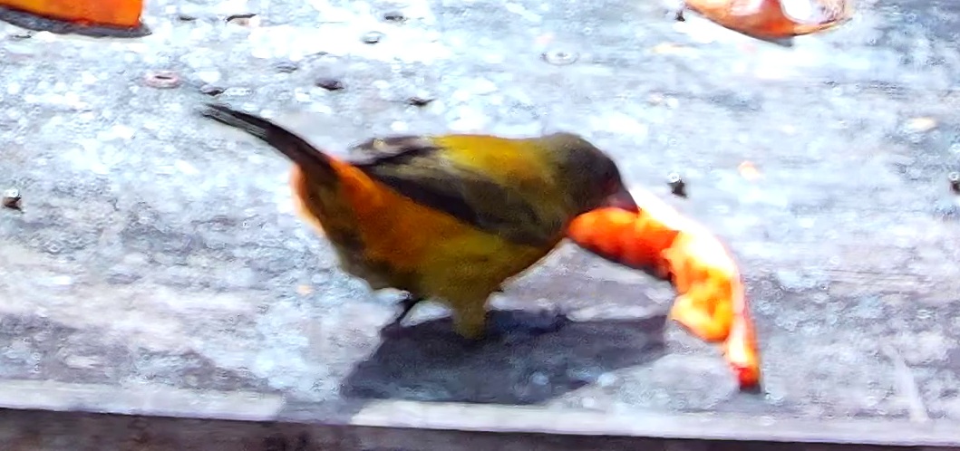 Flame-rumped Tanager