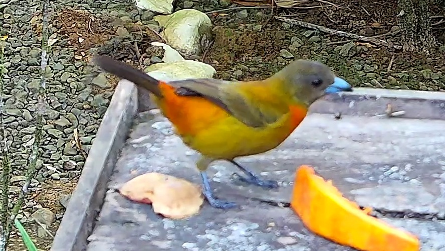Flame-rumped Tanager
