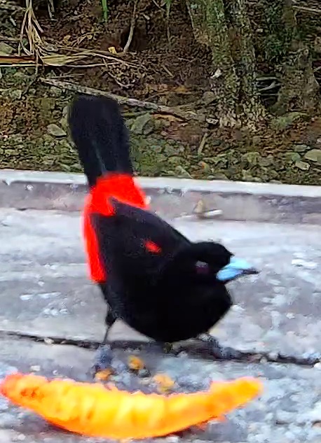 Flame-rumped Tanager