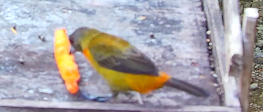 Flame-rumped Tanager