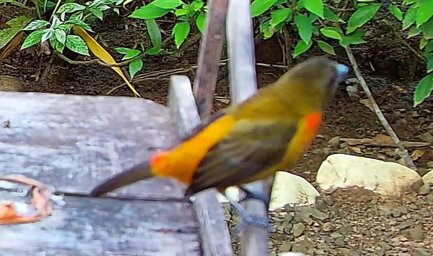 Flame-rumped Tanager