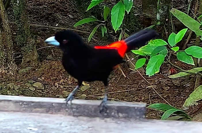 Scarlet-rumped Tanager