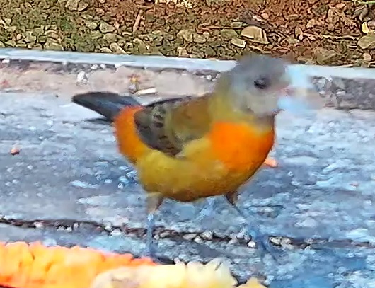 Chestnut-bellied Euphonia