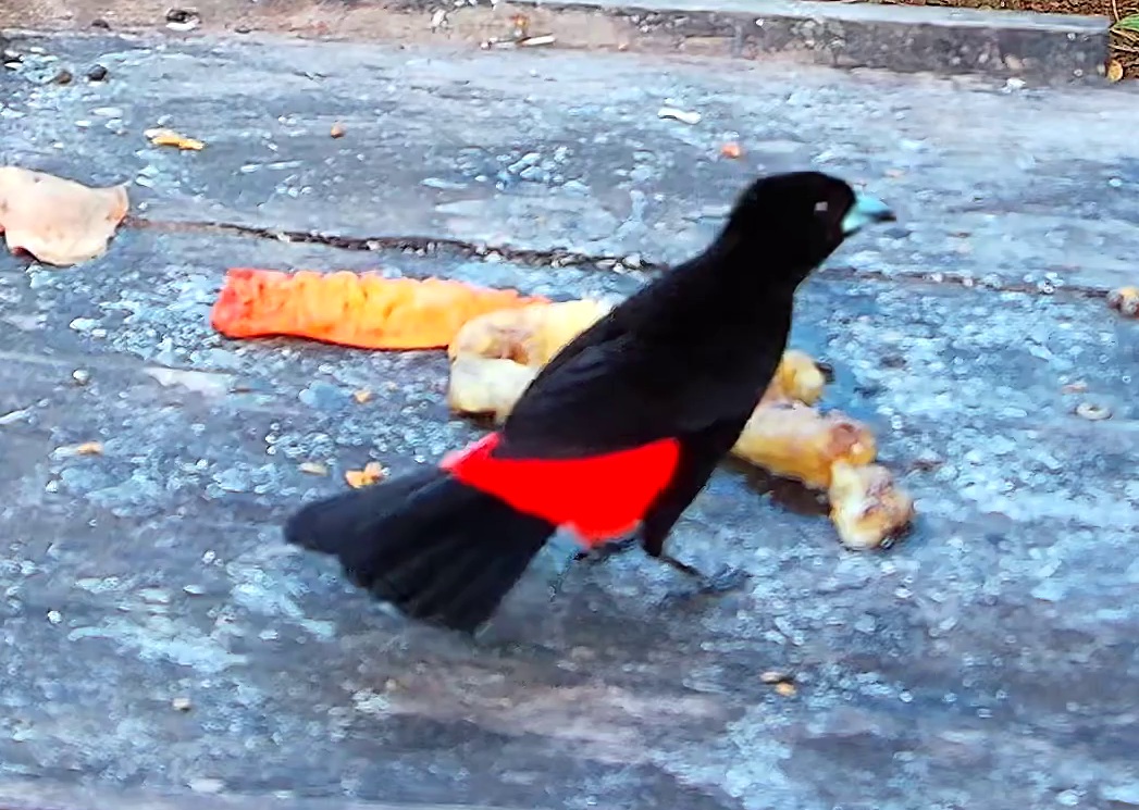 Flame-rumped Tanager