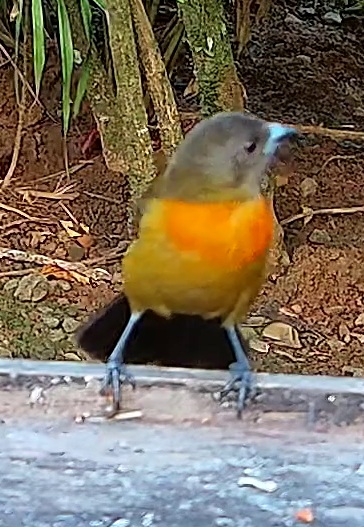Scarlet-rumped Tanager