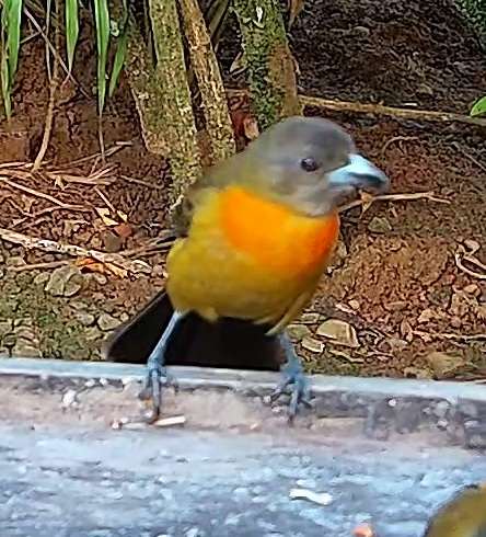 Flame-rumped Tanager