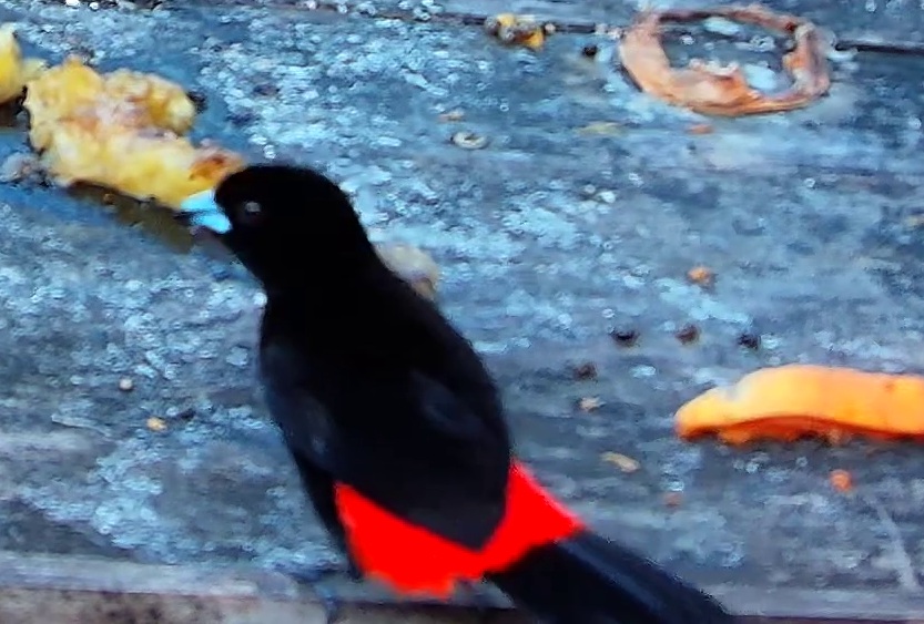 Flame-rumped Tanager