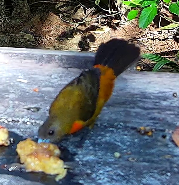 Flame-rumped Tanager
