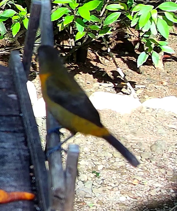 Violaceous Euphonia