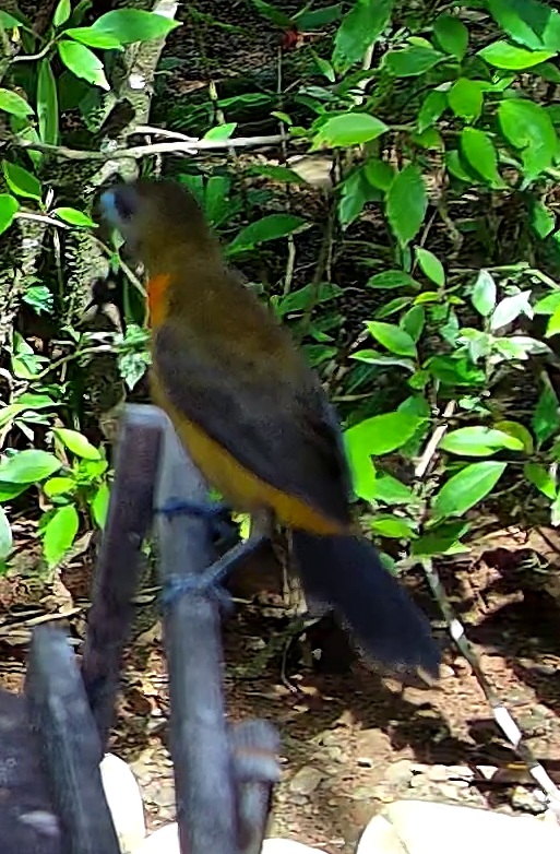 Chestnut-bellied Euphonia