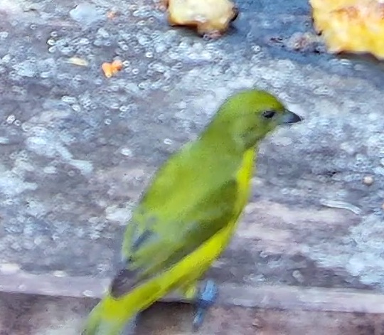 Yellow-crowned Euphonia