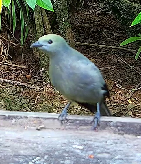 Palm tanager