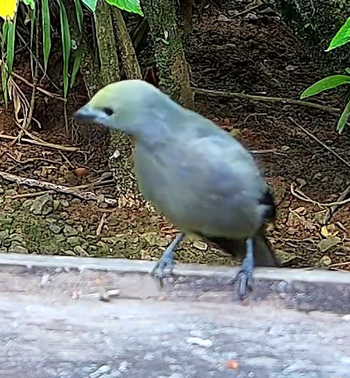 Blue-gray tanager