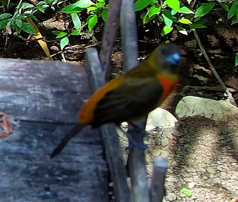 Flame-rumped Tanager