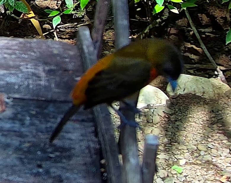 Flame-crested Tanager