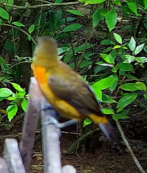 Flame-rumped Tanager