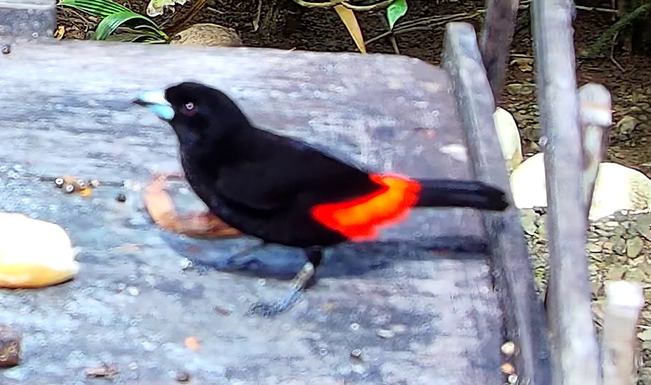 Flame-rumped Tanager