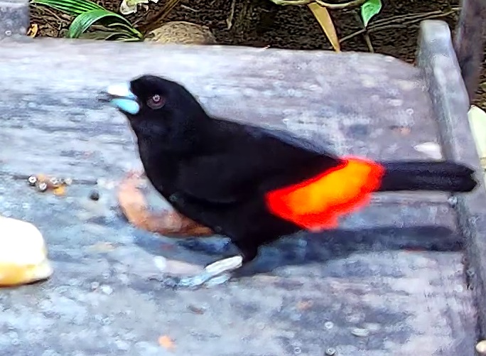 Flame-rumped Tanager