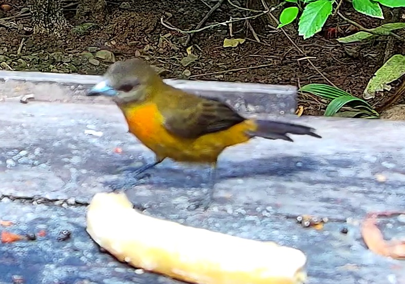 Flame-rumped Tanager