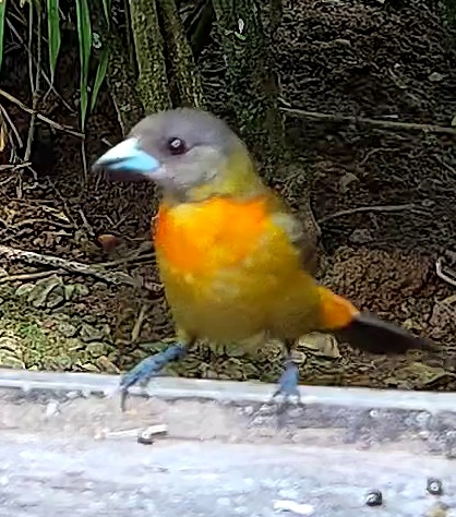 Flame-rumped Tanager