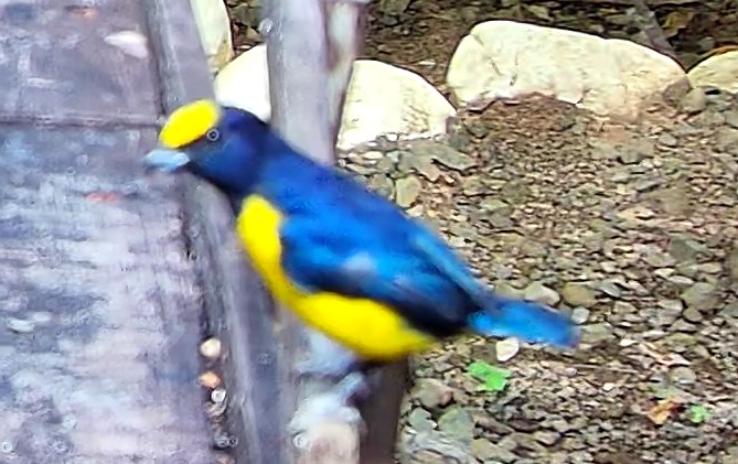 Violaceous euphonia