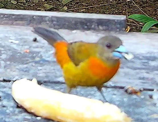 Flame-rumped Tanager