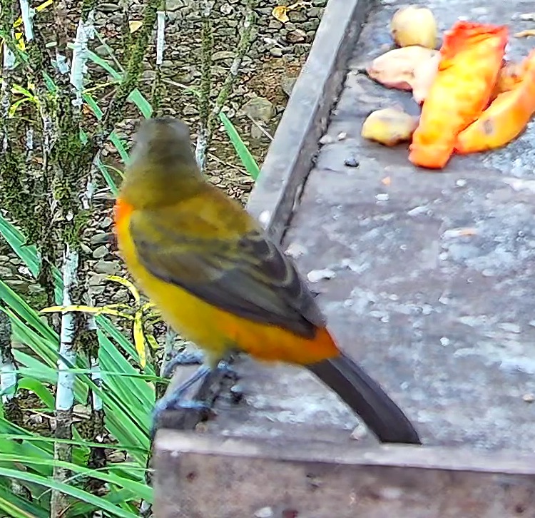 Flame-rumped Tanager