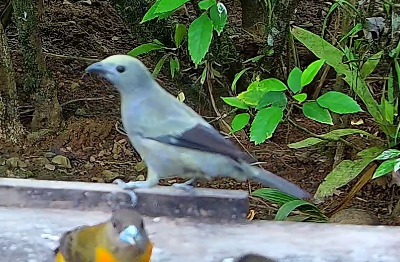Blue-gray Tanager