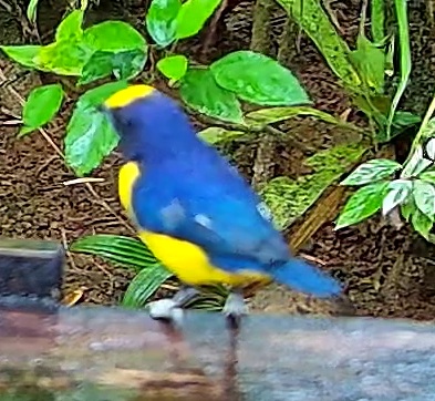 Violaceous euphonia
