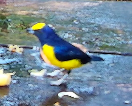 Violaceous Euphonia