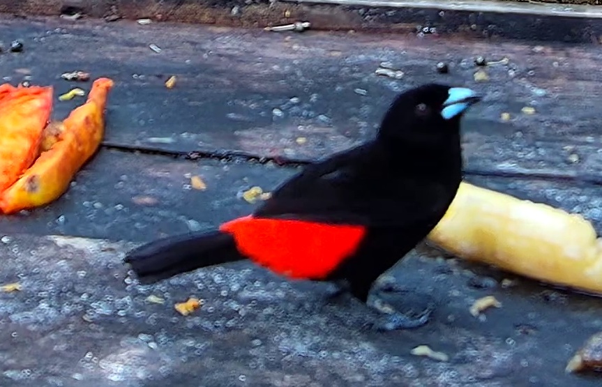 Flame-rumped Tanager