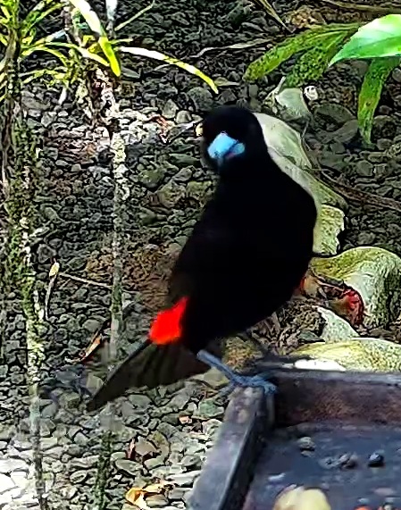Cherrie's tanager