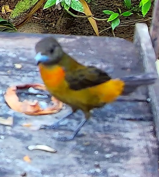 Flame-rumped Tanager