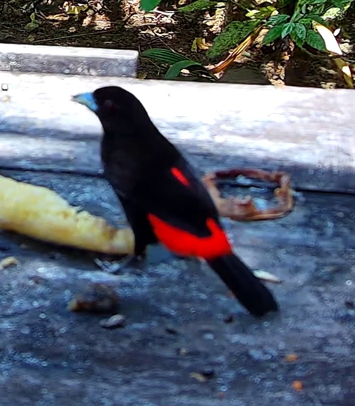 Flame-rumped Tanager