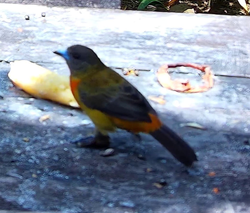Flame-rumped Tanager