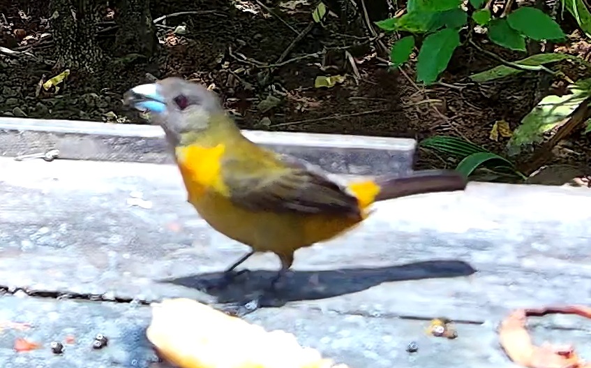 Flame-rumped Tanager
