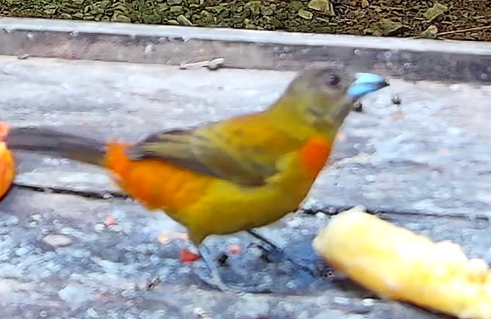 Flame-rumped Tanager