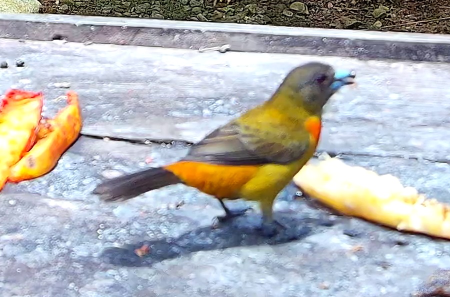 Flame-rumped Tanager