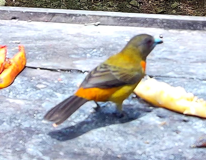Flame-crested Tanager