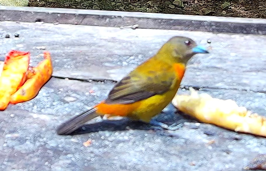 Scarlet-rumped Tanager