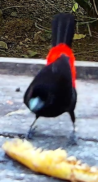 Flame-rumped Tanager