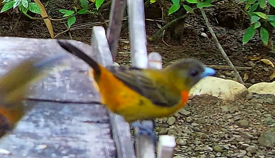 Passerini's Tanager
