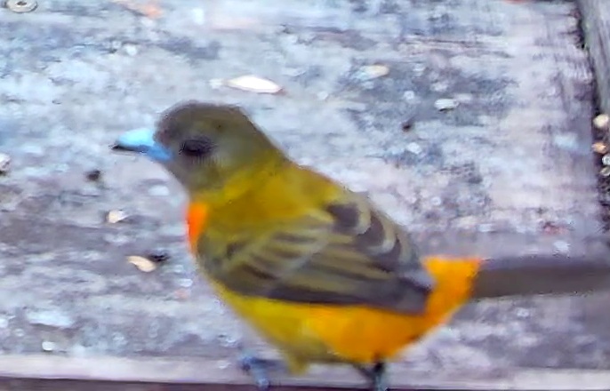Flame-rumped Tanager