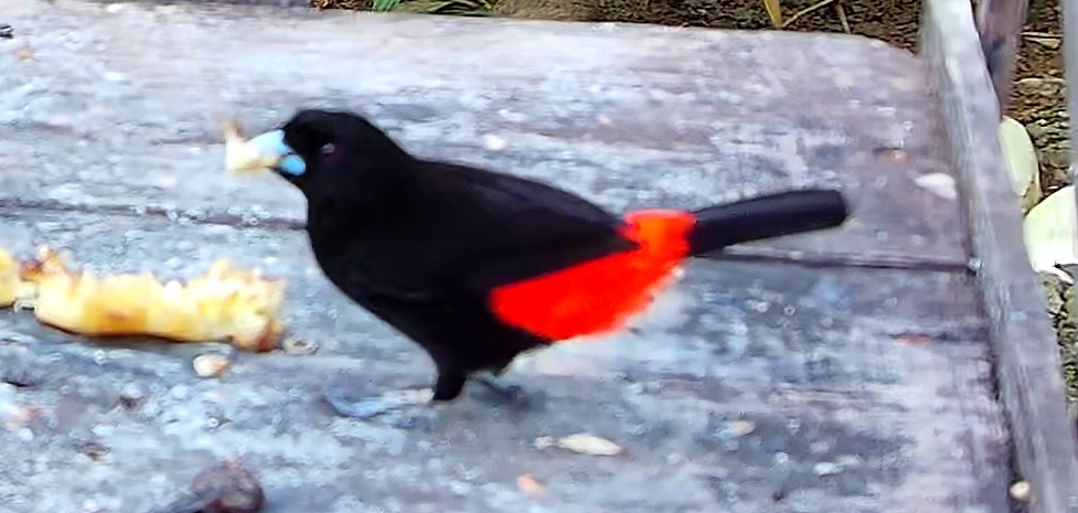 Scarlet-rumped Tanager