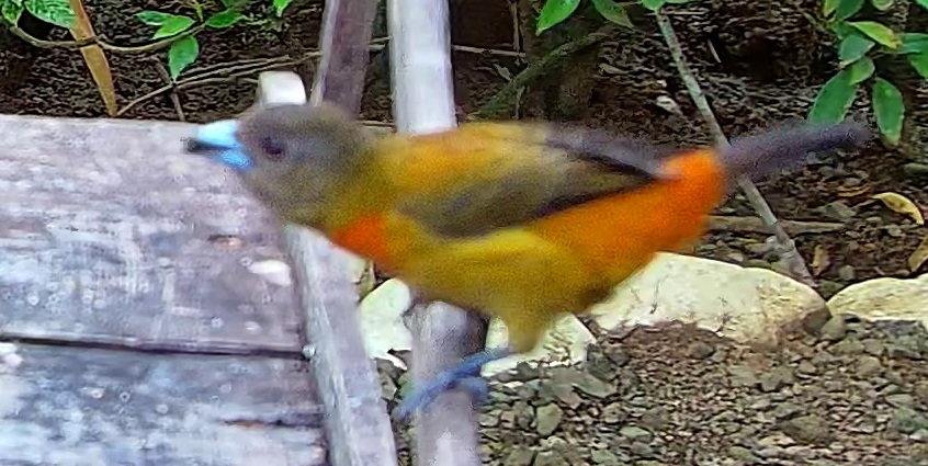 Passerini's Tanager