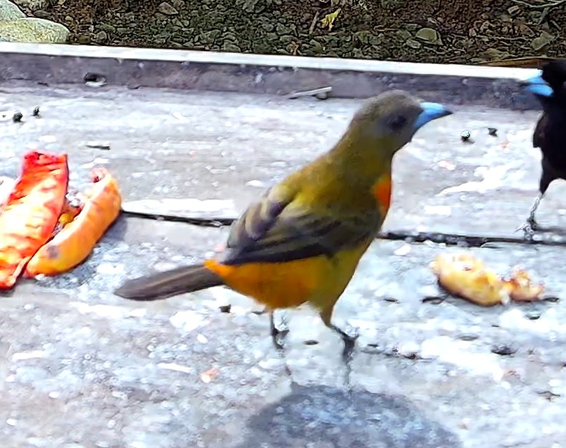 Flame-rumped Tanager