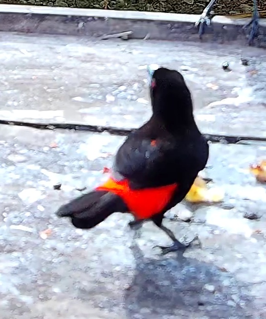 Flame-rumped Tanager