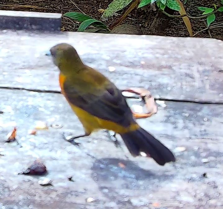 Flame-rumped Tanager
